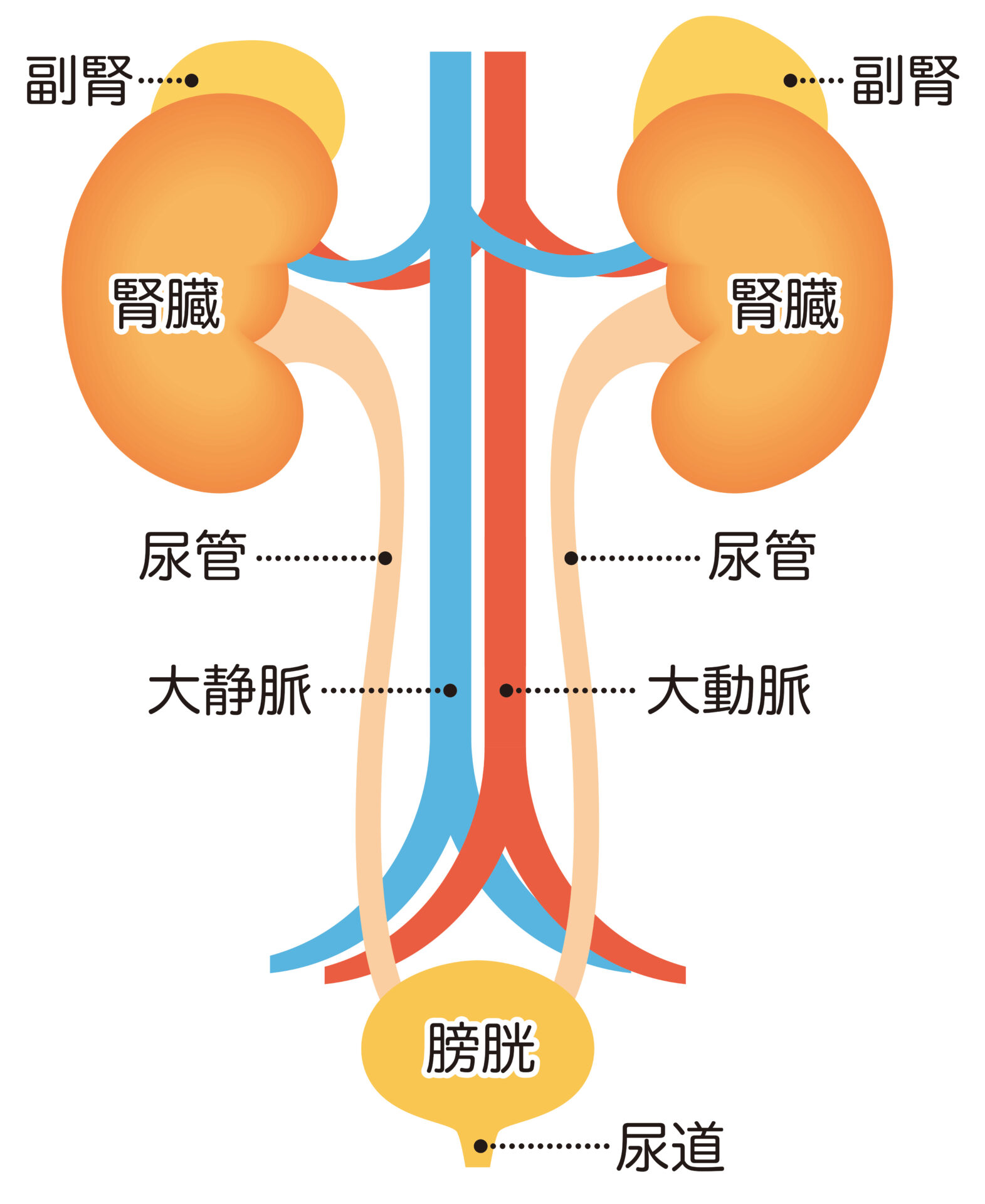 【画像】腎臓のしくみ