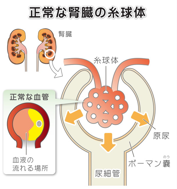 【画像】腎臓のしくみ